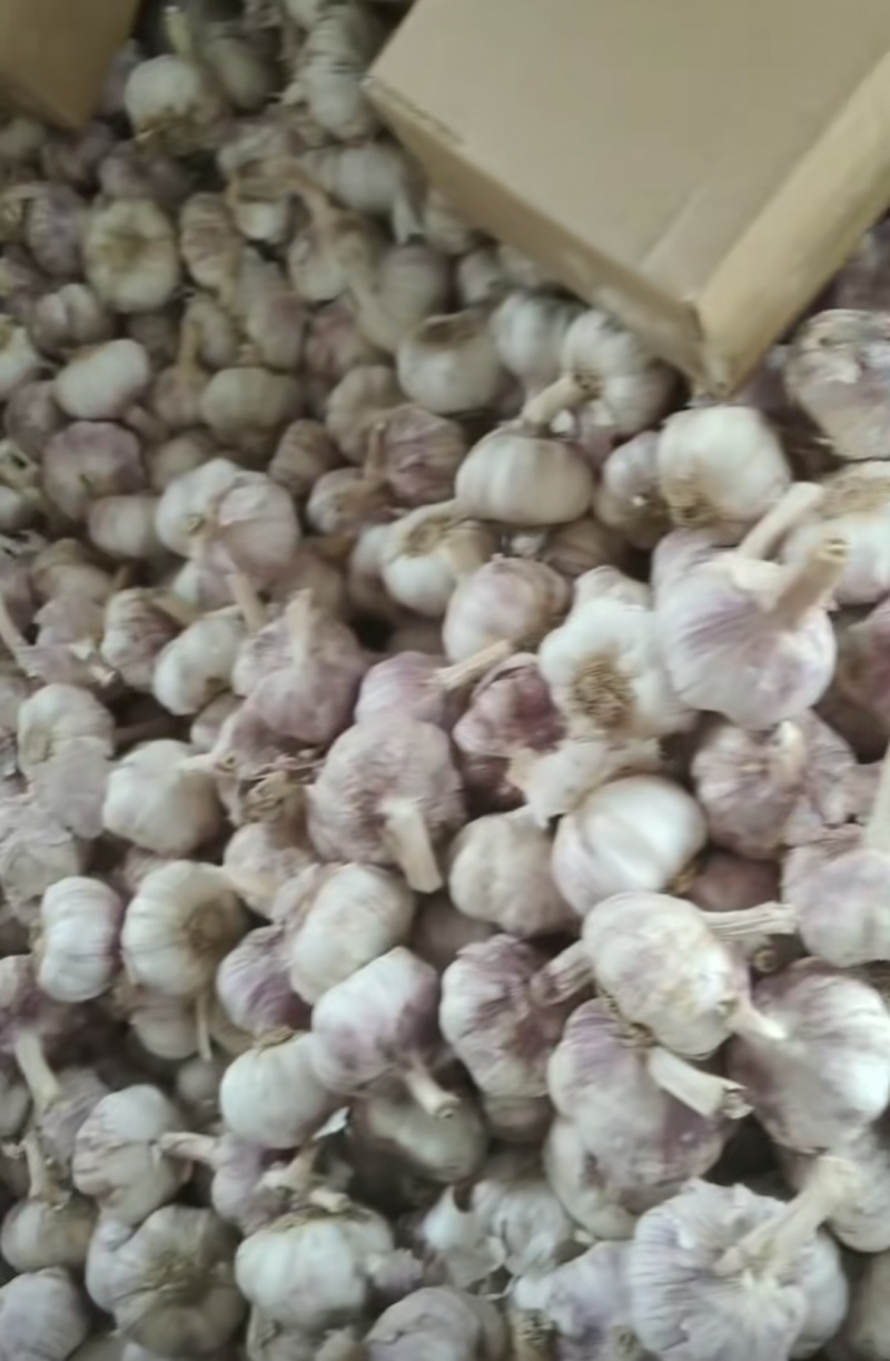 【热卖推荐】精品大蒜电商货源头产地直发可视频看货