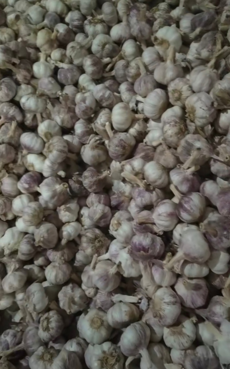 【热卖推荐】精品大蒜电商货源头产地直发可视频看货