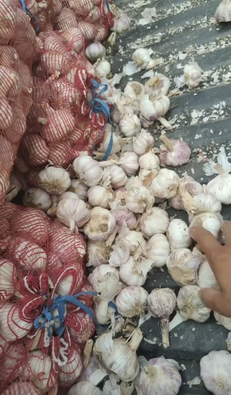 【热卖推荐】精品大蒜电商货源头产地直发可视频看货