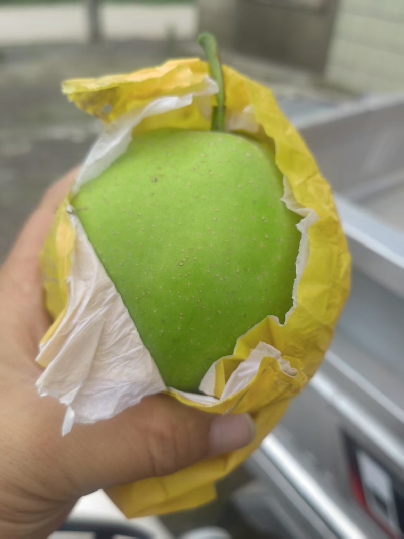 翠冠梨品质保证服务周到一手货源价格美丽🤩