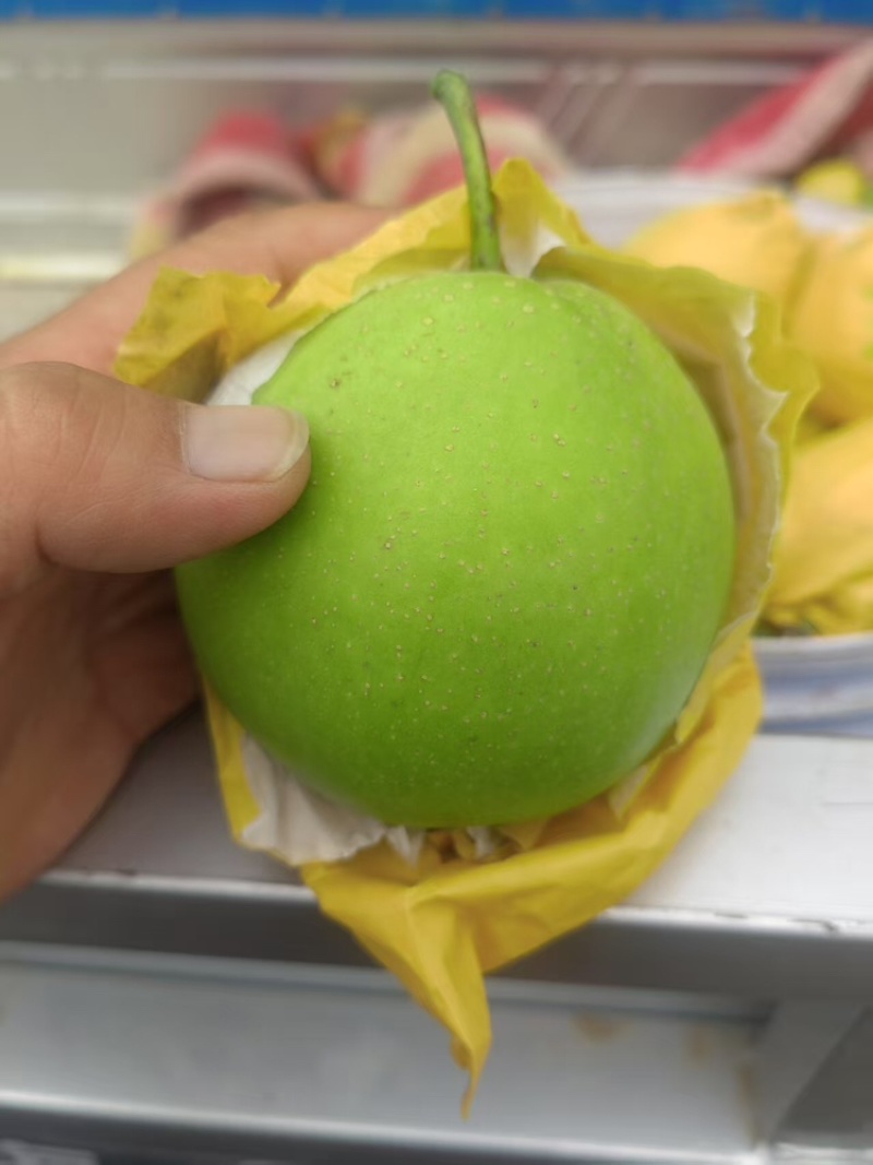 翠冠梨品质保证服务周到一手货源价格美丽🤩