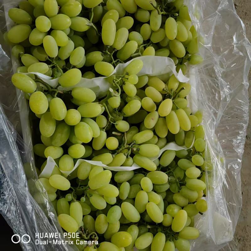 大棚葡萄维多利亚葡萄产地直供货源充足欢迎联系咨询