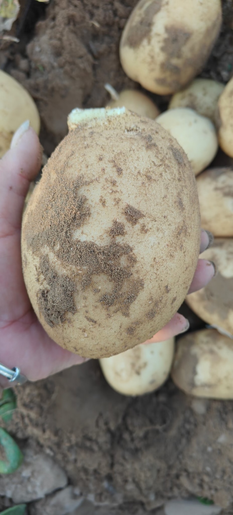 精品沃土5号土豆，产地直发，大量有货，需要的老板微我
