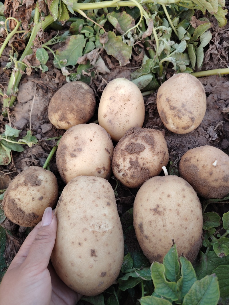精品沃土5号土豆，产地直发，大量有货，需要的老板微我