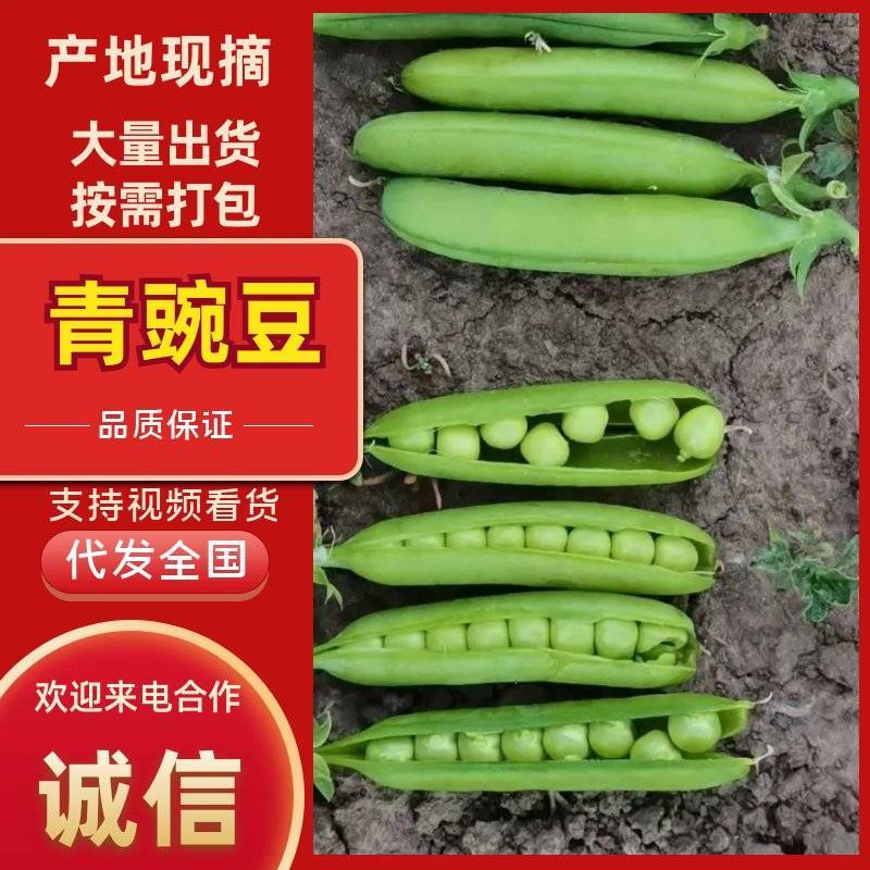 【优质推荐】青豌豆大量有货量大从优品质保障欢迎来电