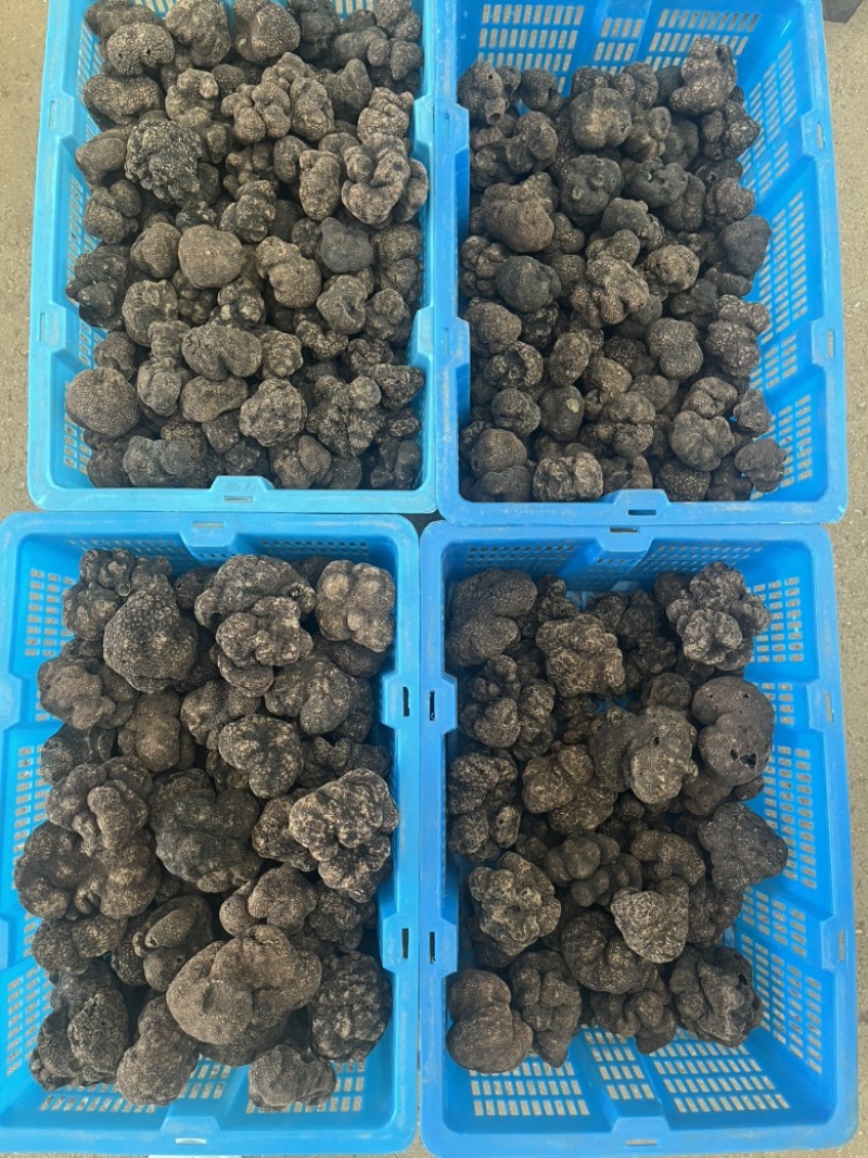 云南黑松露鲜货猪拱菌规格齐全一手货源产地直销批发