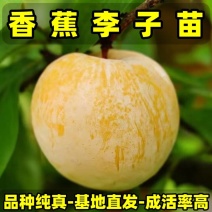 香蕉李子苗品种纯真基地直发成活率高死苗补发耐寒李子苗