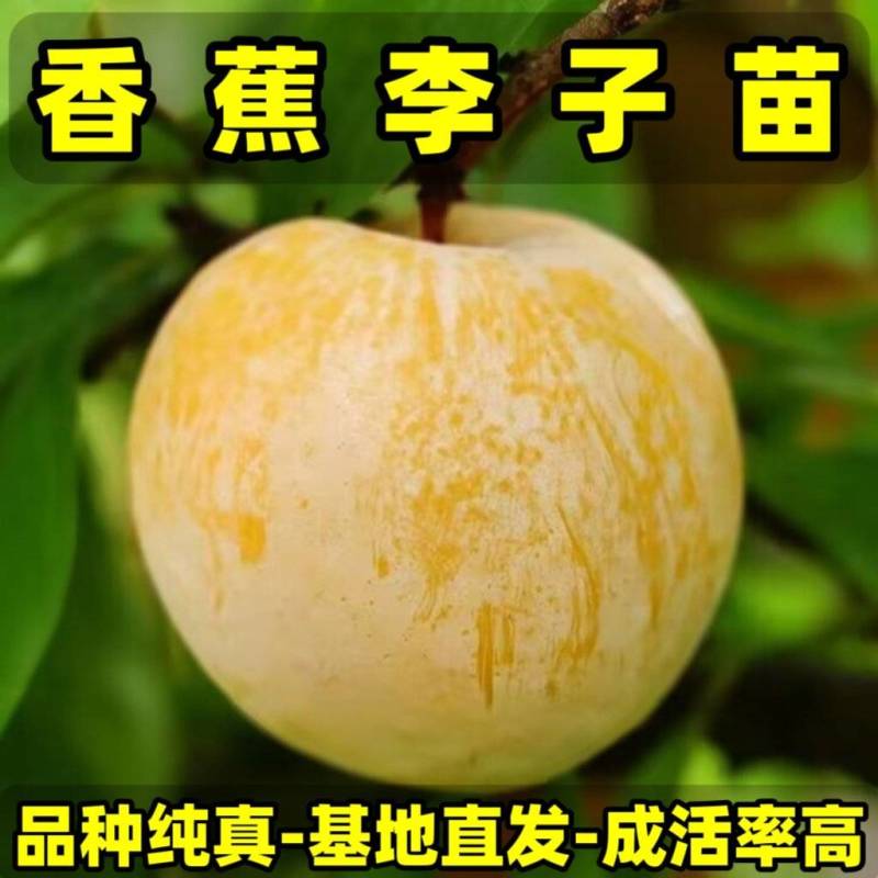 香蕉李子苗品种纯真基地直发成活率高死苗补发耐寒李子苗