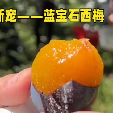 被阳光亲吻过的《蓝宝石西梅》，品质还会差吗？！