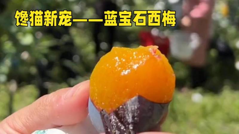 被阳光亲吻过的《蓝宝石西梅》，品质还会差吗？！