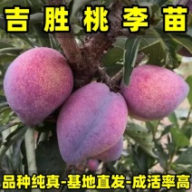 吉胜桃李苗（富农1号李子苗）耐寒李子苗品种纯真基地直发
