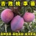 吉胜桃李苗（富农1号李子苗）耐寒李子苗品种纯真基地直发