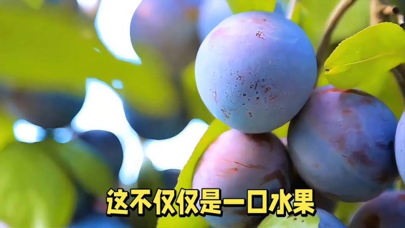 新鲜采摘蓝西梅，果肉饱满，香甜多汁！