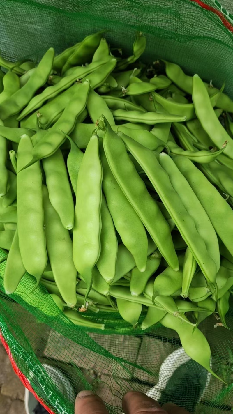 【优质推荐】青豌豆大量有货量大从优品质保障欢迎来电