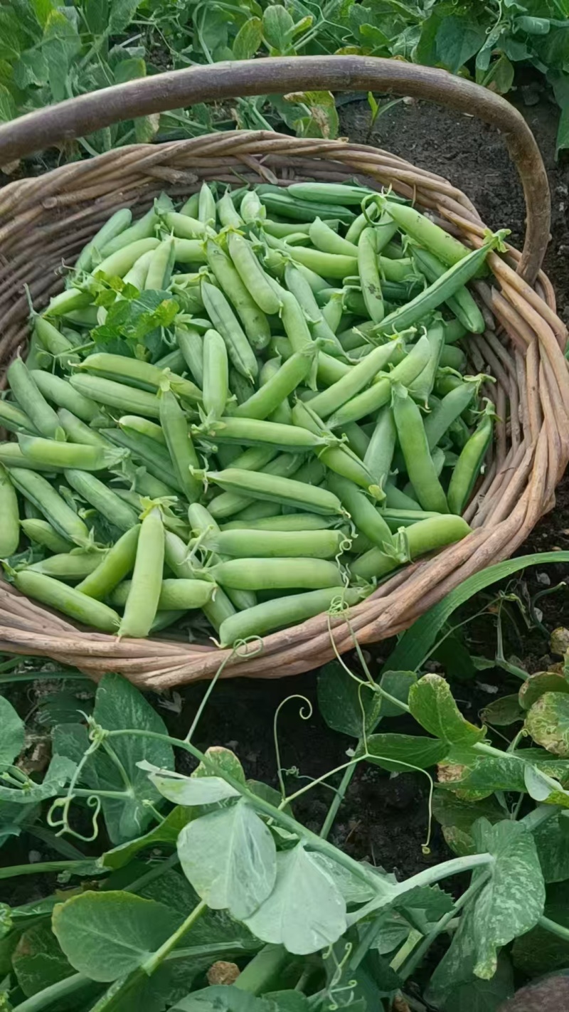【优质推荐】青豌豆大量有货量大从优品质保障欢迎来电