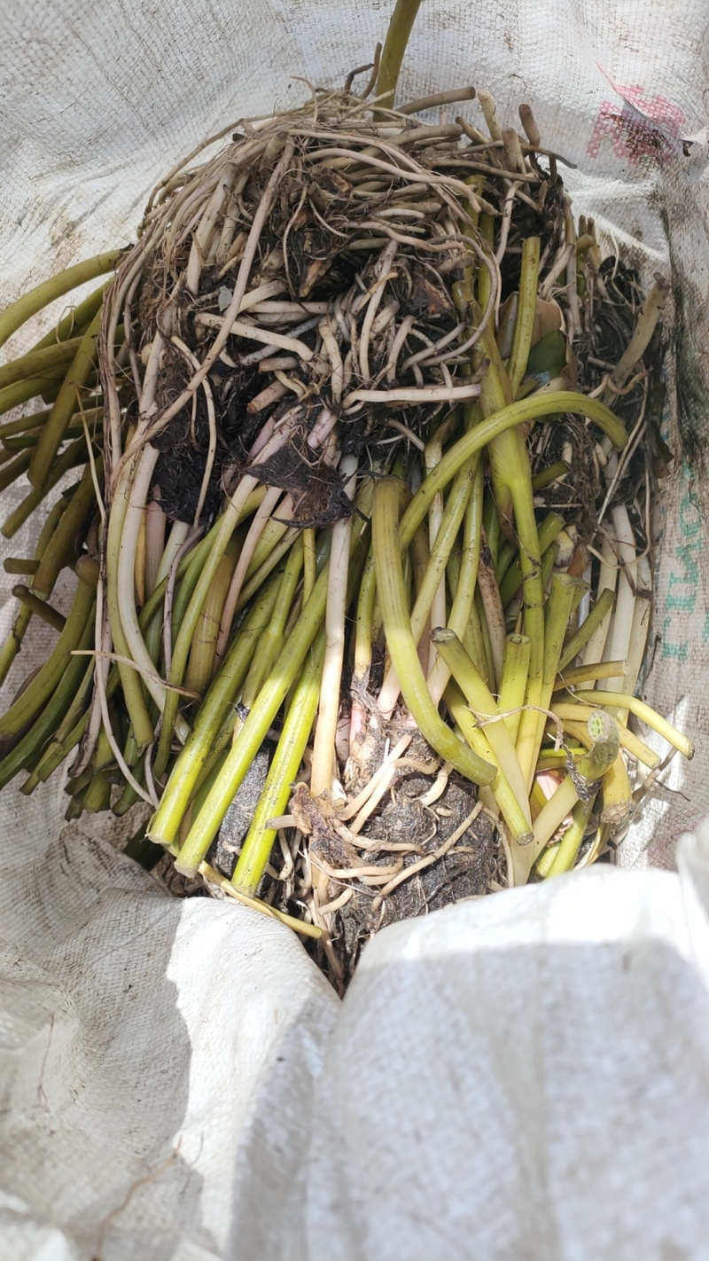 精品睡莲苗