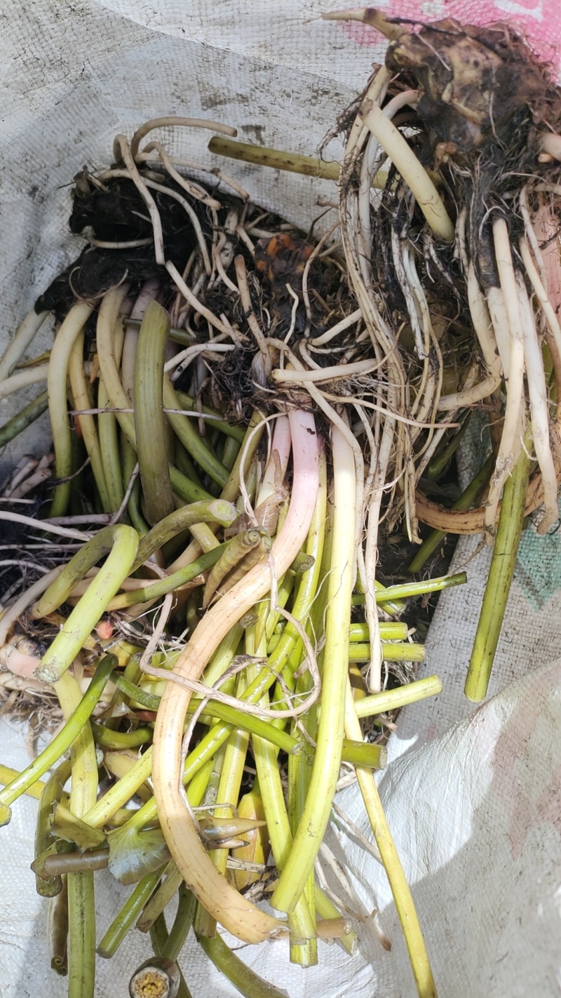 精品睡莲苗