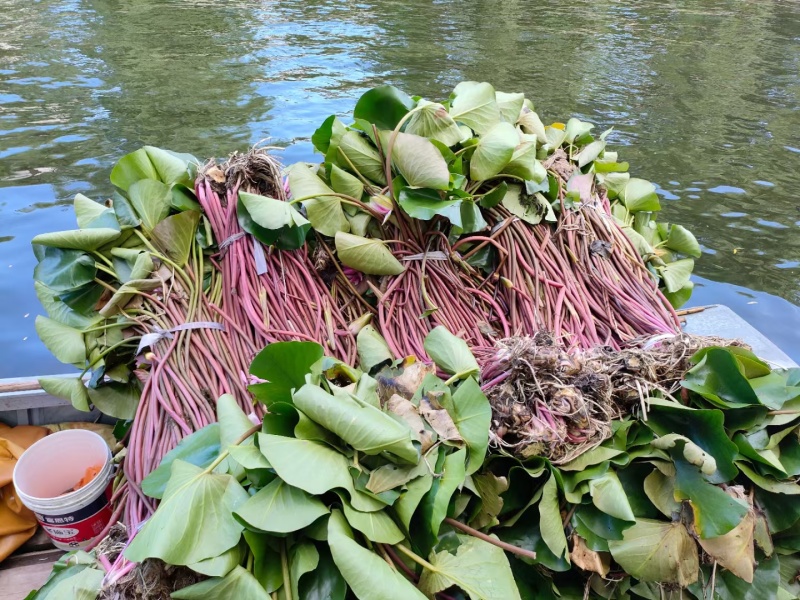 精品睡莲苗
