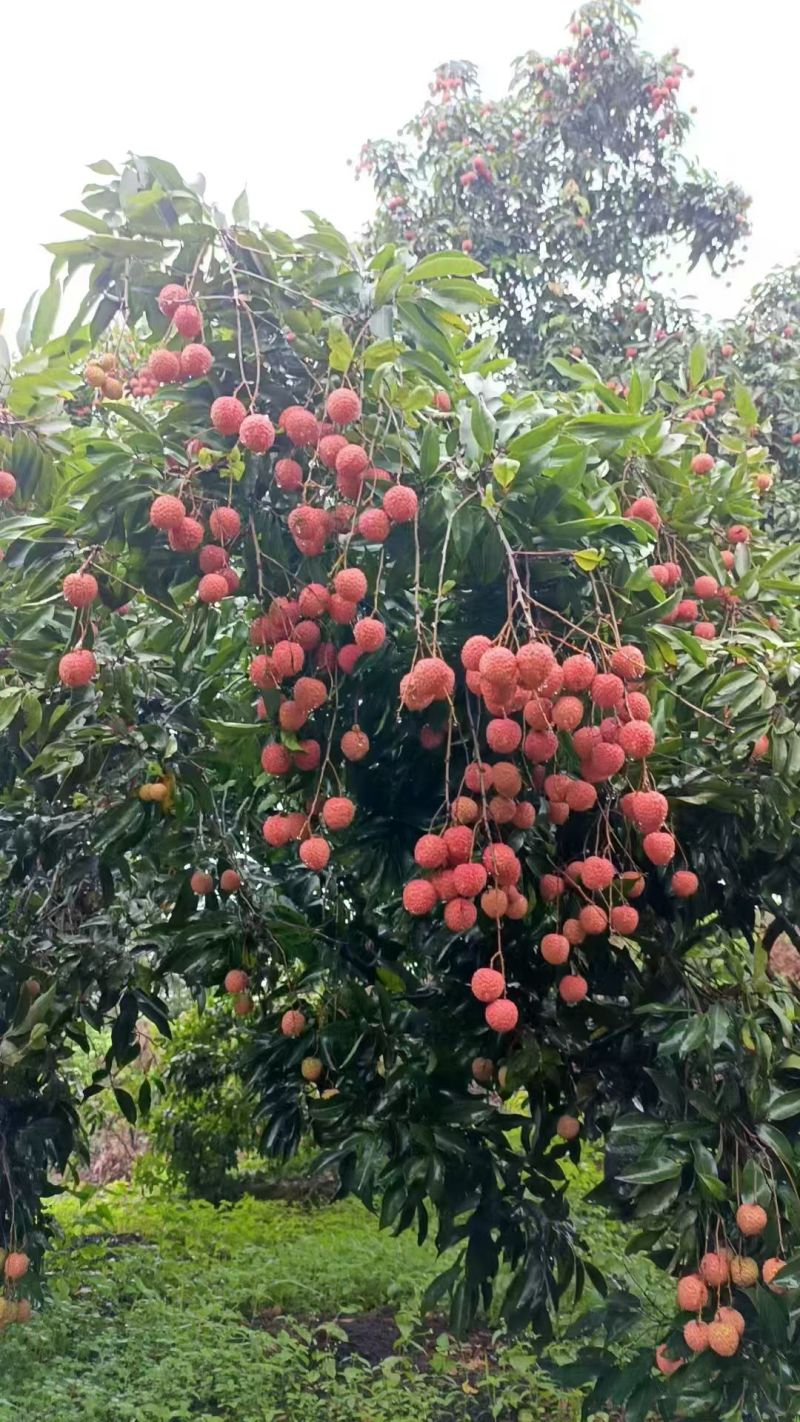 桂味荔枝