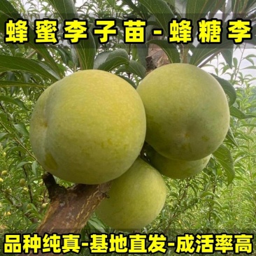 正品蜂蜜李子苗品种纯真树苗基地现起现发成活率高