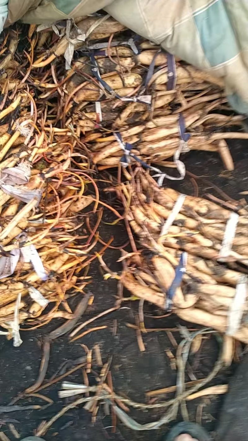 精品盆栽荷花苗