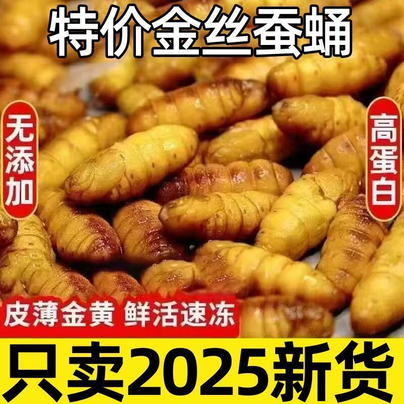 蚕蛹鲜活新鲜金丝蛹山东特产桑蚕蛹子生茧蝉蛹冷冻