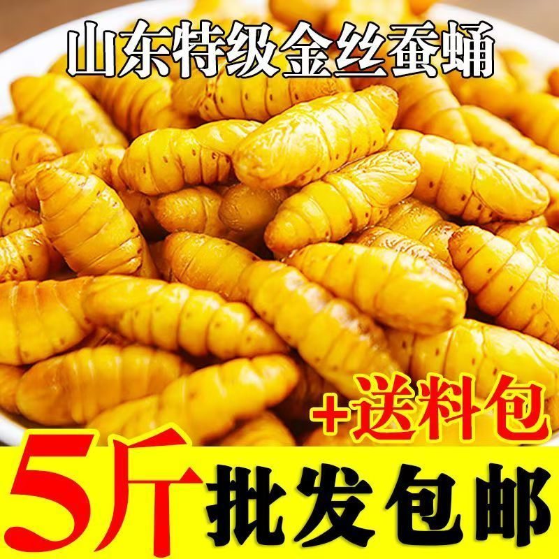 蚕蛹鲜活新鲜金丝蛹山东特产桑蚕蛹子生茧蝉蛹冷冻