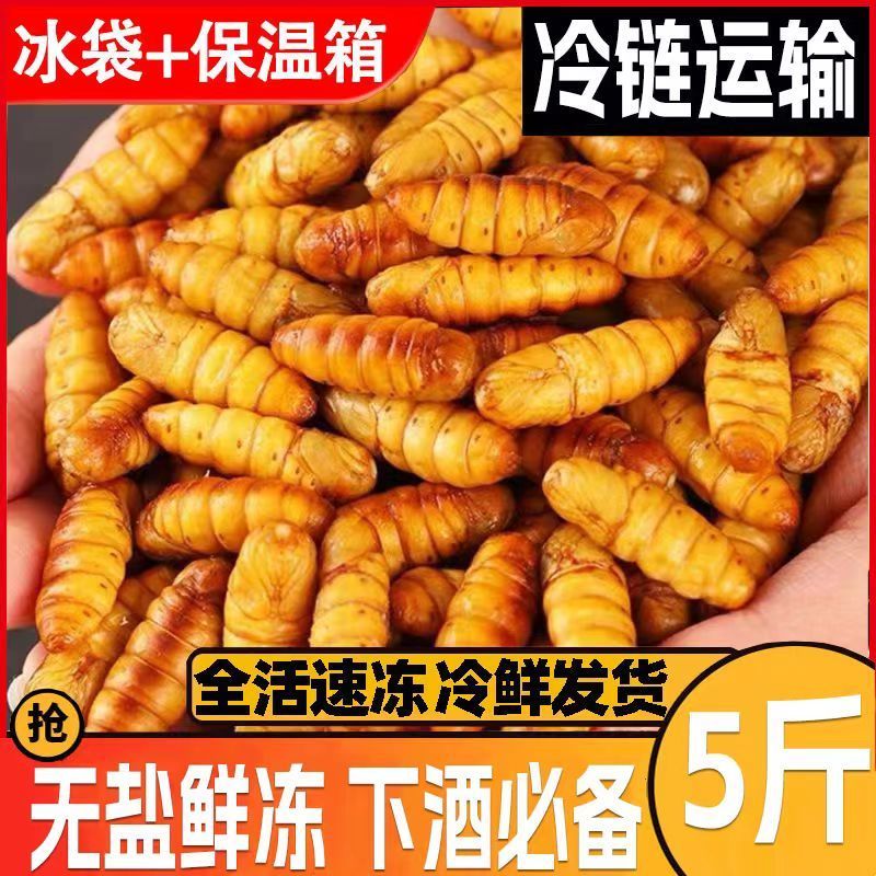 蚕蛹鲜活新鲜金丝蛹山东特产桑蚕蛹子生茧蝉蛹冷冻