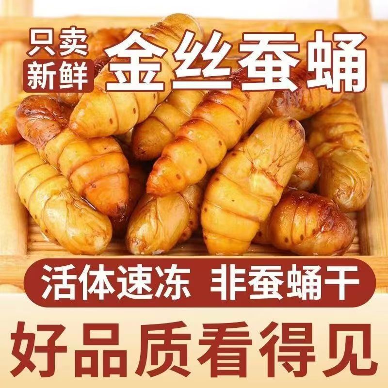 蚕蛹鲜活新鲜金丝蛹山东特产桑蚕蛹子生茧蝉蛹冷冻