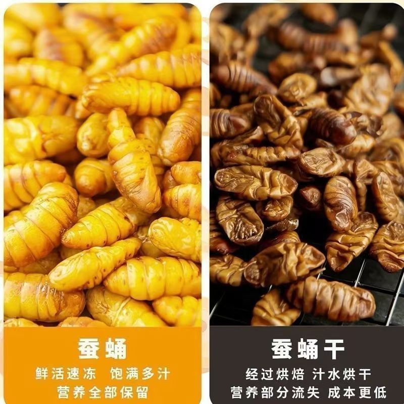 蚕蛹鲜活新鲜金丝蛹山东特产桑蚕蛹子生茧蝉蛹冷冻
