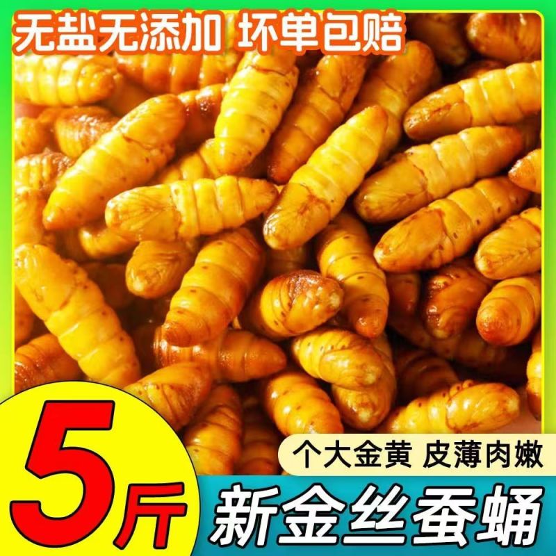 蚕蛹鲜活新鲜金丝蛹山东特产桑蚕蛹子生茧蝉蛹冷冻