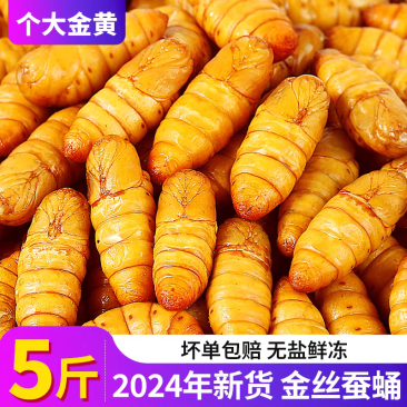 蚕蛹鲜活新鲜金丝蛹山东特产桑蚕蛹子生茧蝉蛹冷冻