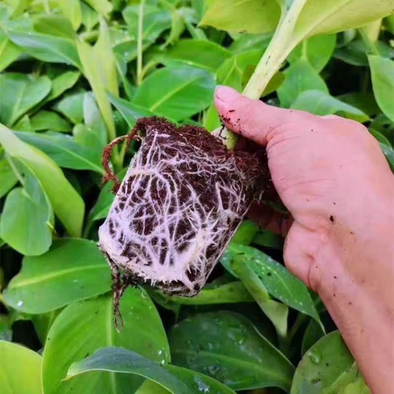 香蕉苗新品种桂焦，苗中焦，9号苗，皇帝焦，粉焦当年结果