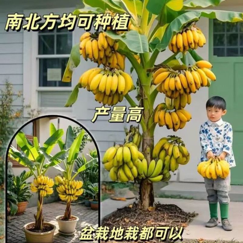 香蕉苗新品种桂焦，苗中焦，9号苗，皇帝焦，粉焦当年结果