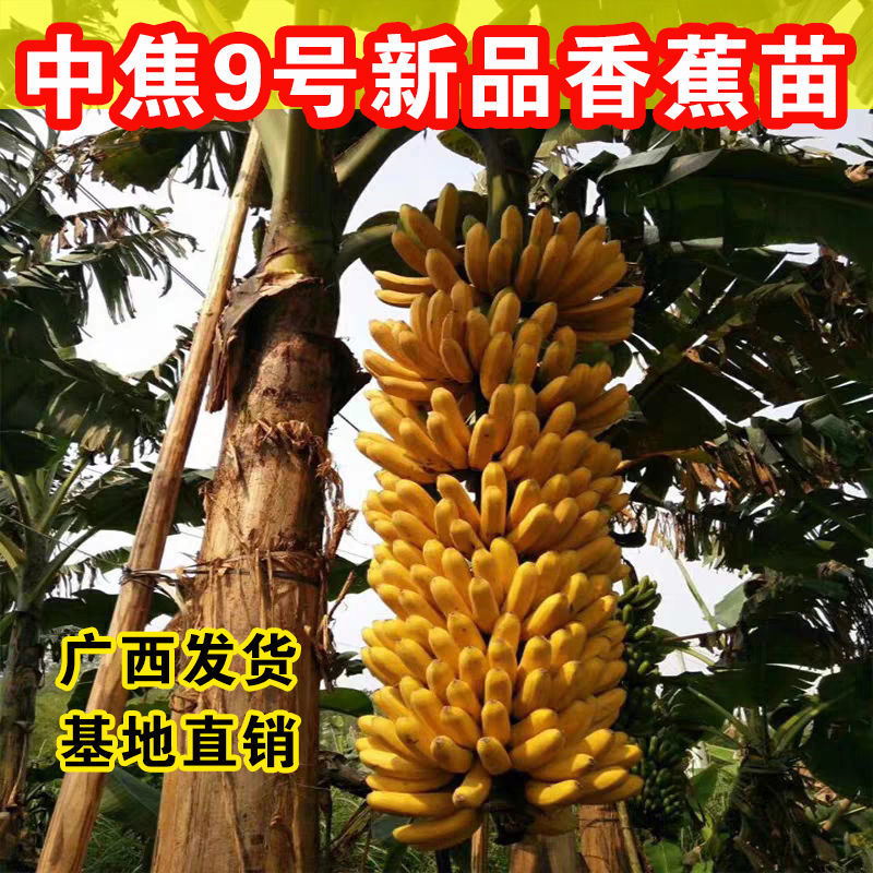 香蕉苗新品种桂焦，苗中焦，9号苗，皇帝焦，粉焦当年结果