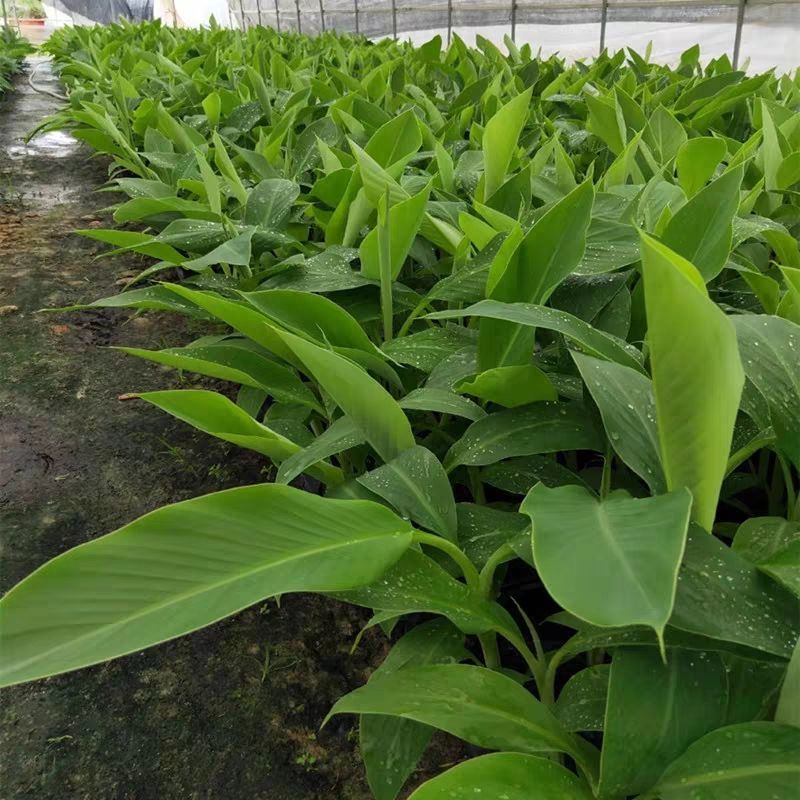 香蕉苗新品种桂焦，苗中焦，9号苗，皇帝焦，粉焦当年结果