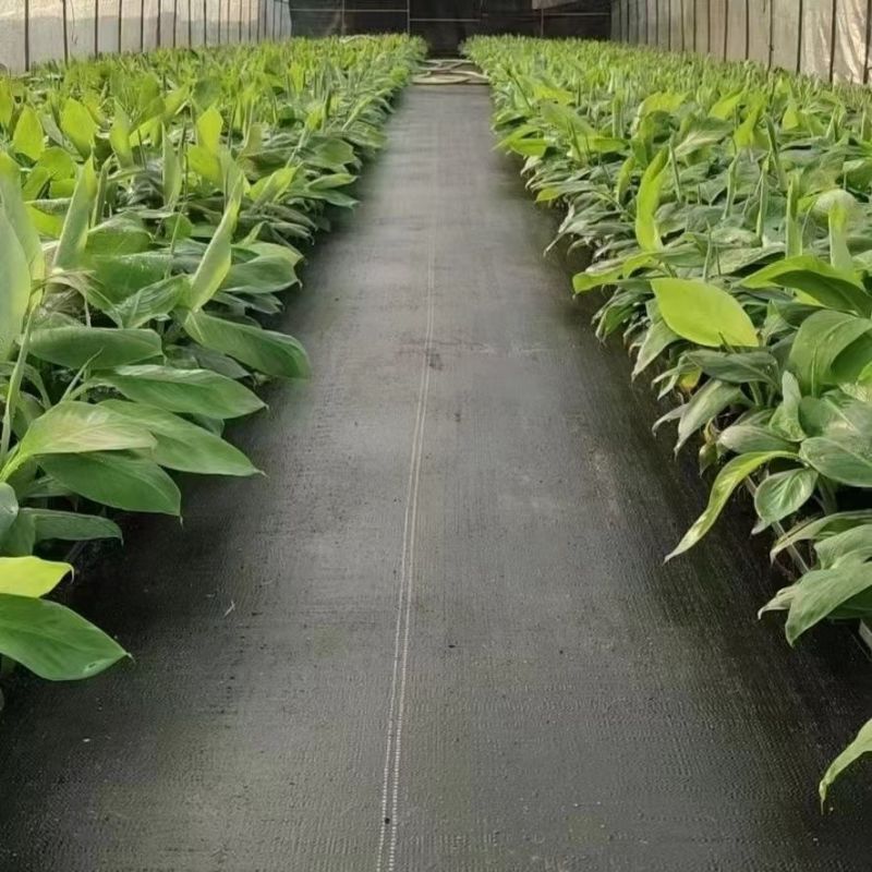 香蕉苗新品种桂焦，苗中焦，9号苗，皇帝焦，粉焦当年结果