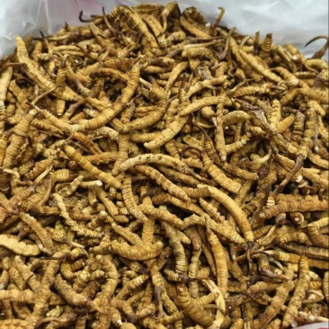 精品虫草欢迎联系享受正品保障全国包邮