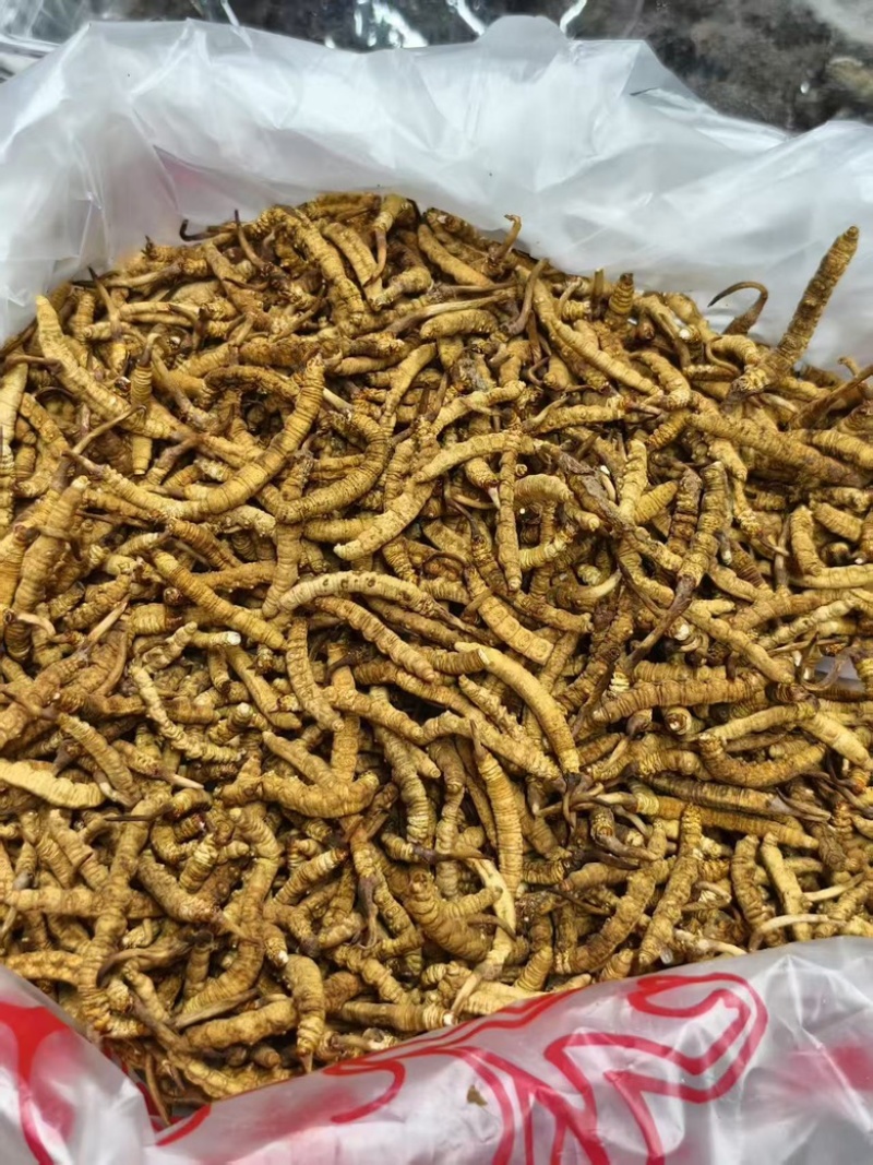 精品虫草欢迎联系享受正品保障全国包邮