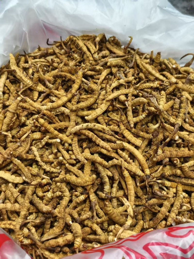 精品虫草欢迎联系享受正品保障全国包邮