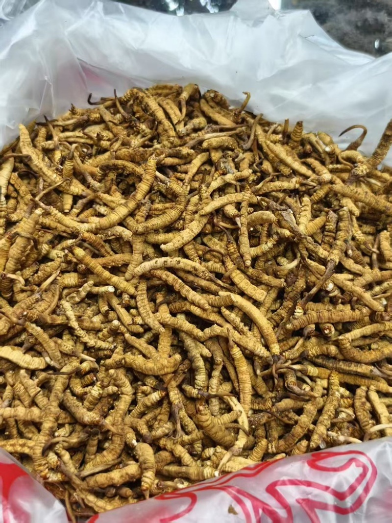 精品虫草欢迎联系享受正品保障全国包邮
