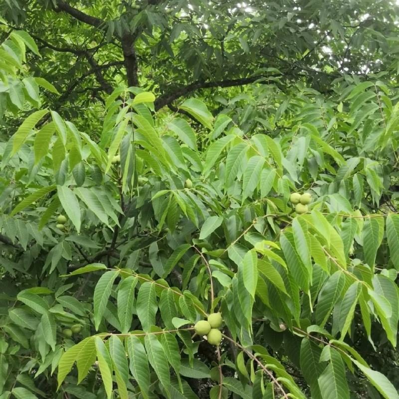 新鲜带青皮绿色湿核桃薄皮青皮核桃新鲜发货9月份后没有鲜货