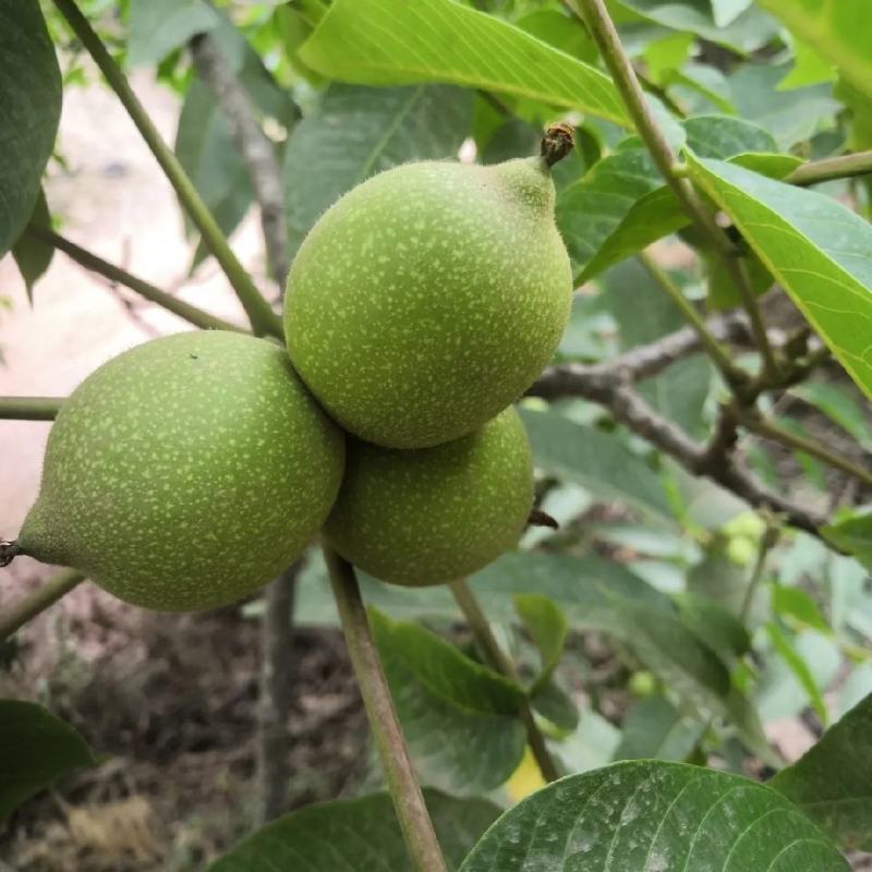 新鲜带青皮绿色湿核桃薄皮青皮核桃新鲜发货9月份后没有鲜货