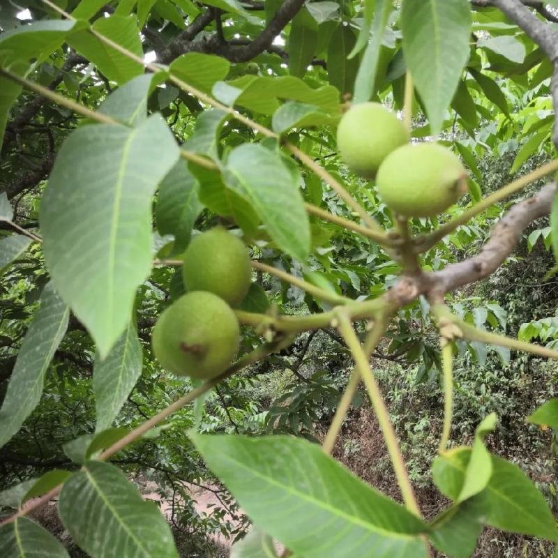 新鲜带青皮绿色湿核桃薄皮青皮核桃新鲜发货9月份后没有鲜货