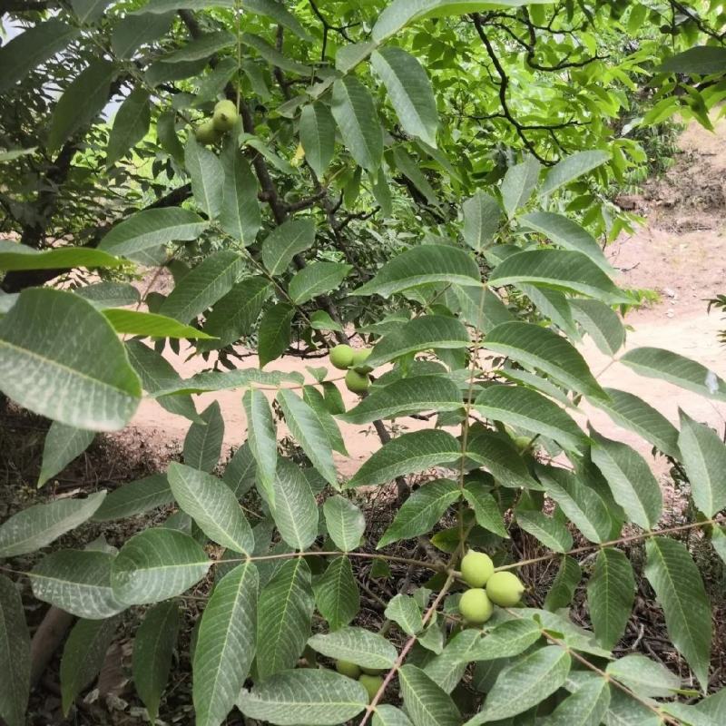 新鲜带青皮绿色湿核桃薄皮青皮核桃新鲜发货9月份后没有鲜货
