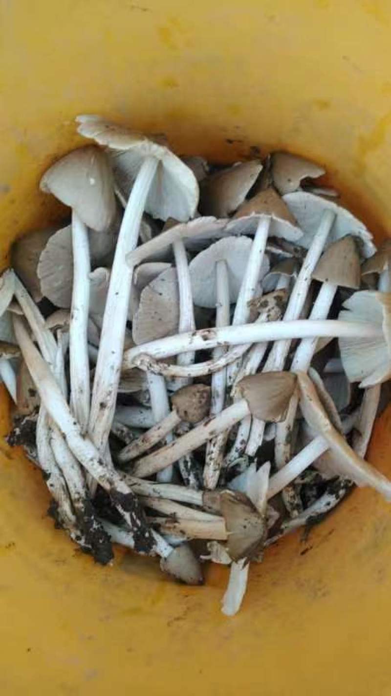 鸡枞菌货源充足欢迎订购。200斤左右发货