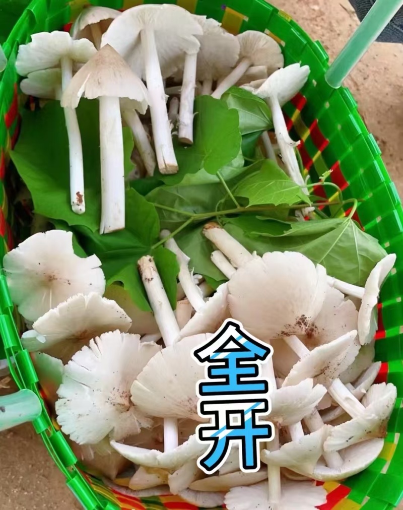 鸡枞菌货源充足欢迎订购。200斤左右发货