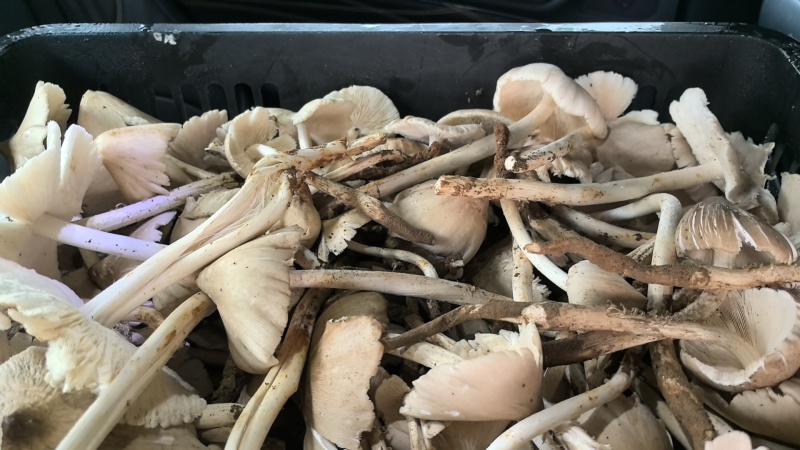 鸡枞菌货源充足欢迎订购。200斤左右发货