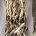 鸡枞菌货源充足欢迎订购。200斤左右发货