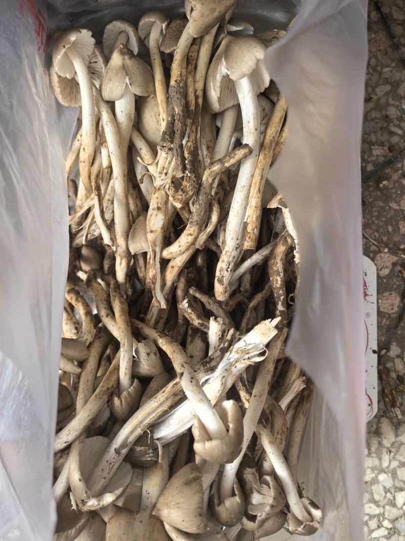 鸡枞菌货源充足欢迎订购。200斤左右发货